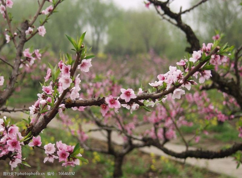 桃花盛开的季节图片素材