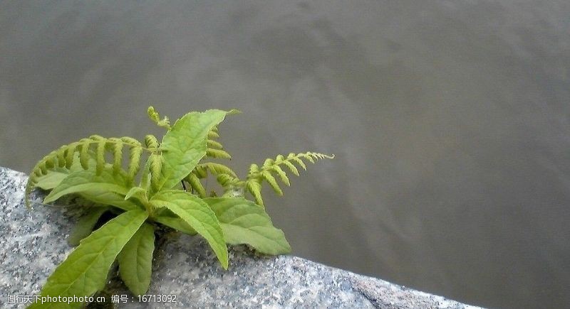 短暂的生命图片素材