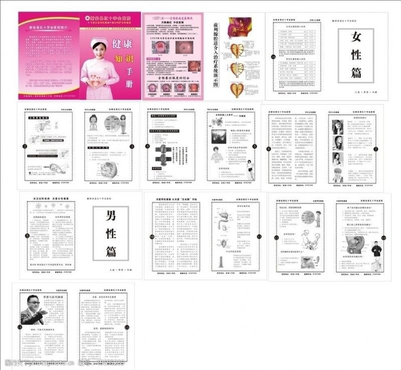 生殖系统图健康知识手册图片