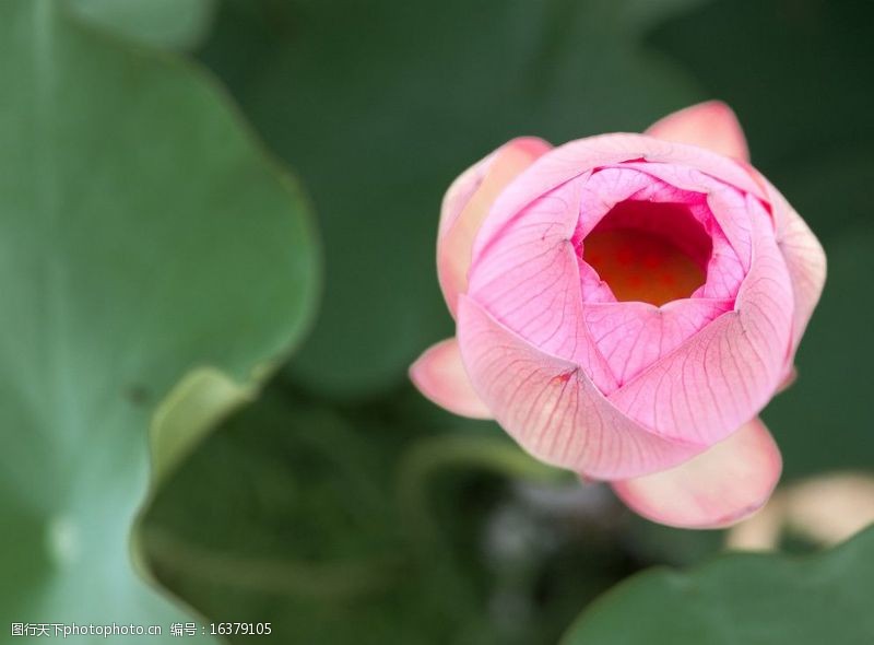 莲花花蕾花蕊图片免费下载 莲花花蕾花蕊素材 莲花花蕾花蕊模板 图行天下素材网