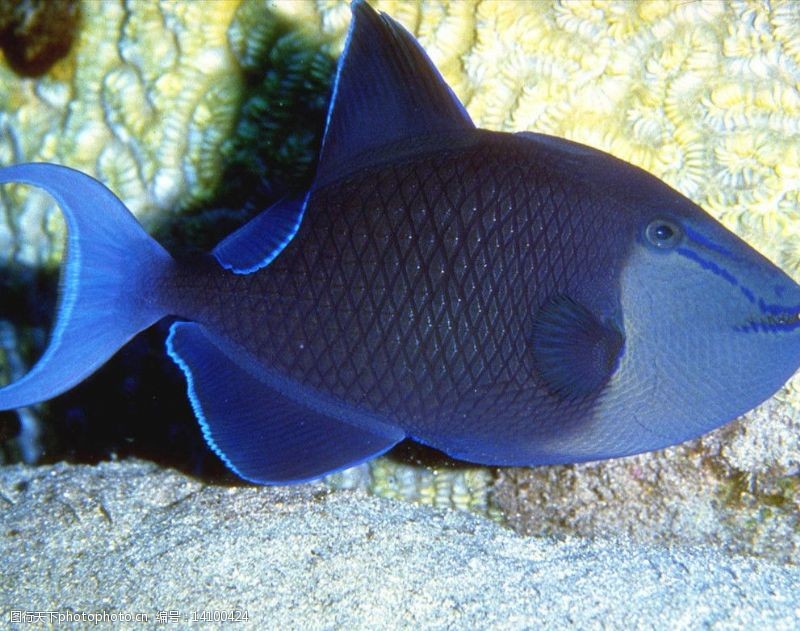 高清图片集动物图片集锦蓝色海鱼