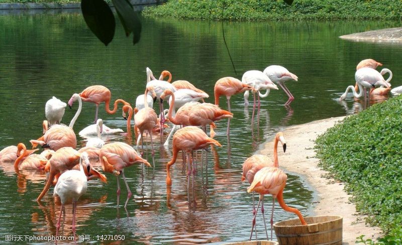 香江动物园火烈鸟群图片