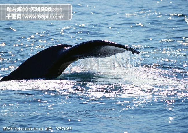 海豚免费下载鲸鱼海豚
