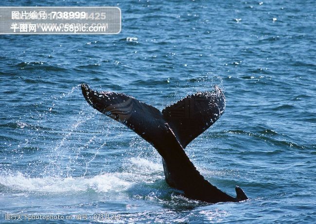 海豚免费下载鲸鱼海豚