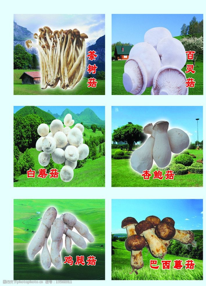 茶树菇蘑菇图片