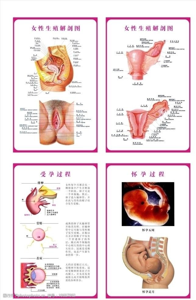 生殖系统图女性生殖系统解剖示意图图片