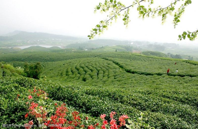 茶树茶园美景图片