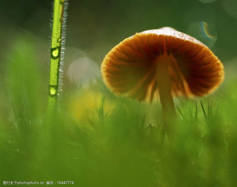花菇草丛中的野蘑菇图片