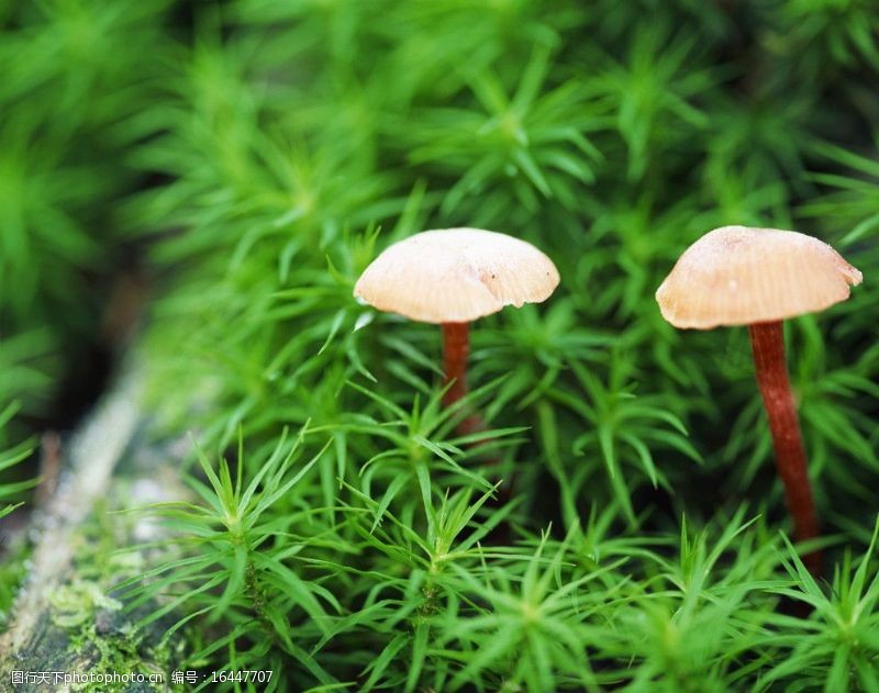 花菇花坛中的蘑菇图片