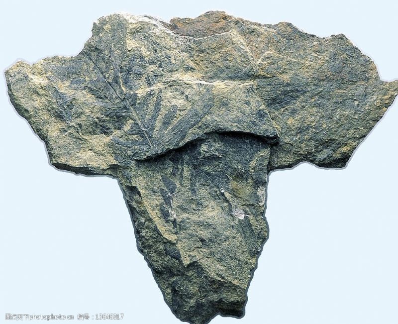 沉积岩植物化石图片