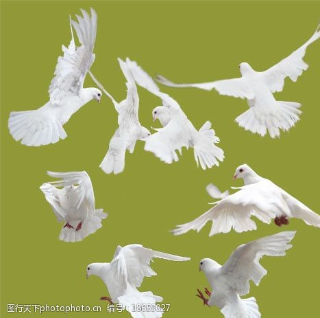 鸽子翅膀白鸽分层素材图片