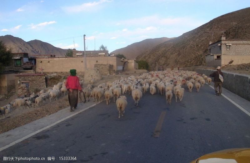 西藏旅行牧羊归图片