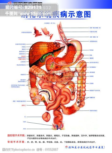 解剖图消化系统示意图