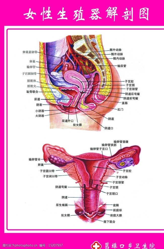 女性解剖图高清图片 第2页 图行天下素材网