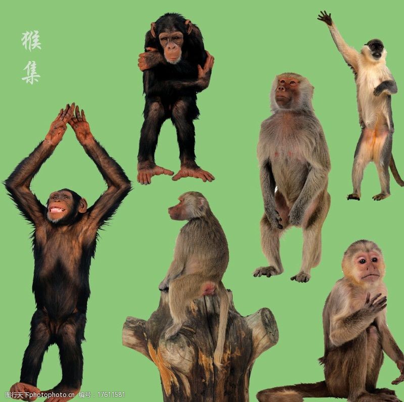 树桩猴猴集图片