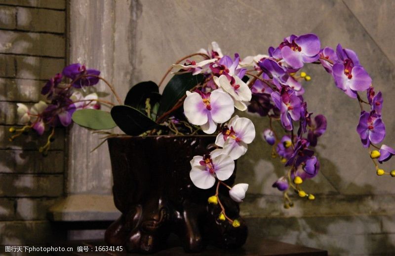 木兰紫色的兰花和古朴的木桌图片