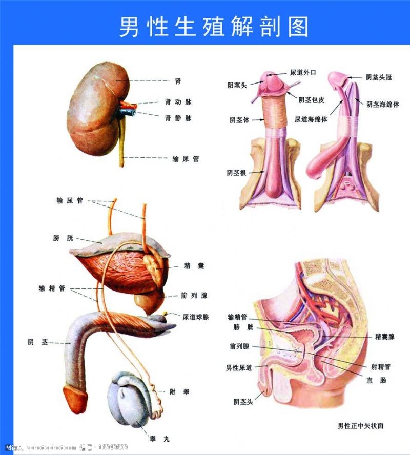 生殖系统图男性生殖解剖图图片