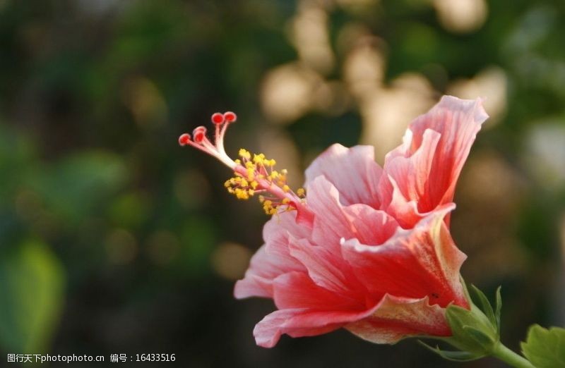 赤槿逆光下的扶桑花大红花图片
