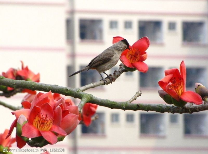 木棉树红花已小鸟图片
