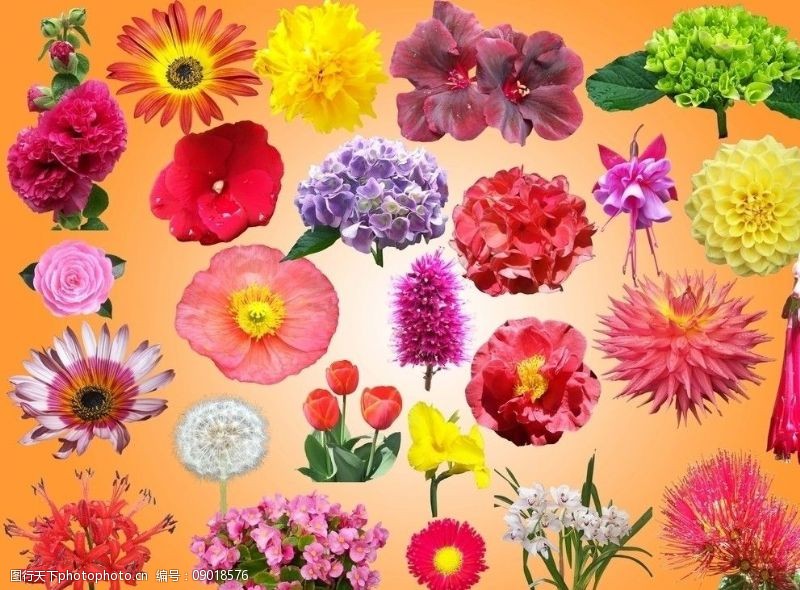 耳朵钟高清大图鲜花花朵PSD分层素材图片
