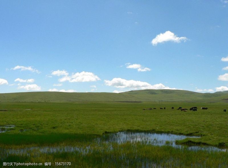 雲彩狼渡湿地草原图片