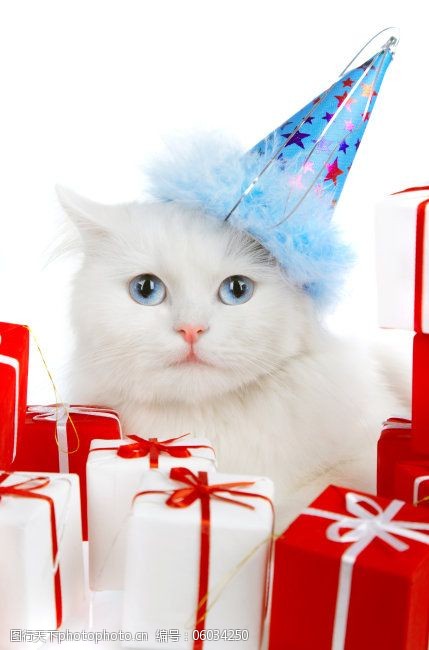 圣诞帽免费下载礼品盒猫咪圣诞帽