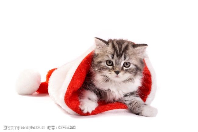 圣诞帽免费下载猫咪圣诞帽