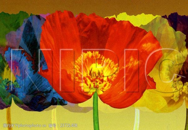 仿油画花卉油画50厘米X70厘米