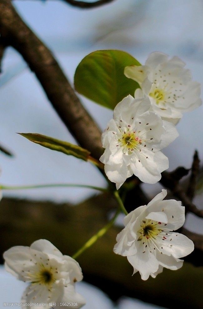 海棠梨花图片