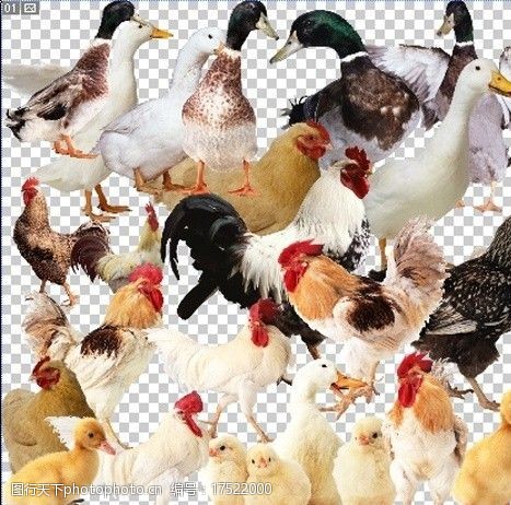 都会勾好的鸡鸭图片每只动物都不会重叠