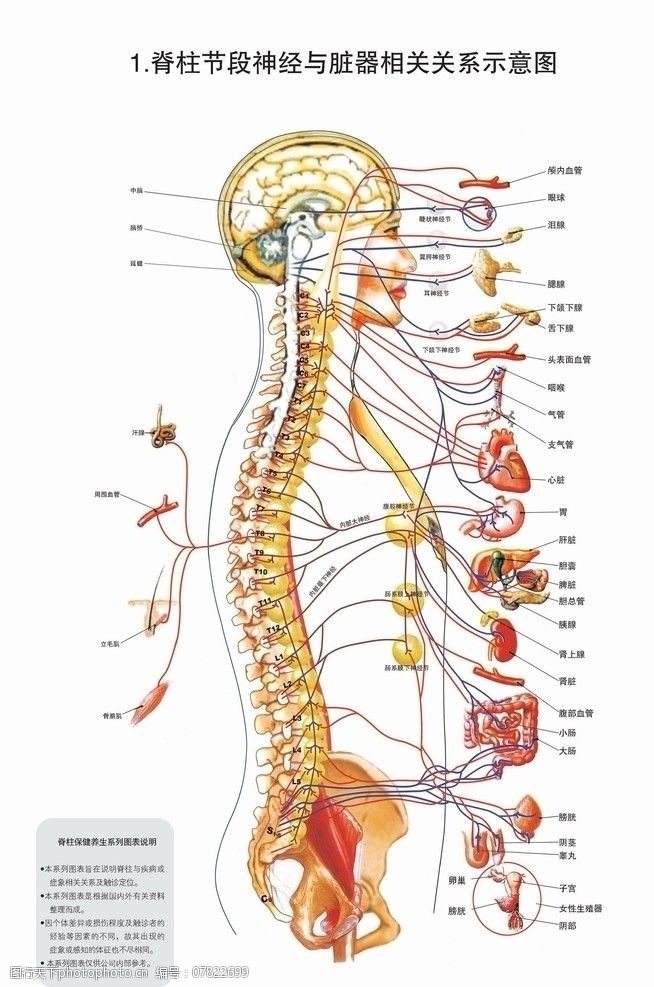 脊柱图解图片免费下载 脊柱图解素材 脊柱图解模板 图行天下素材网