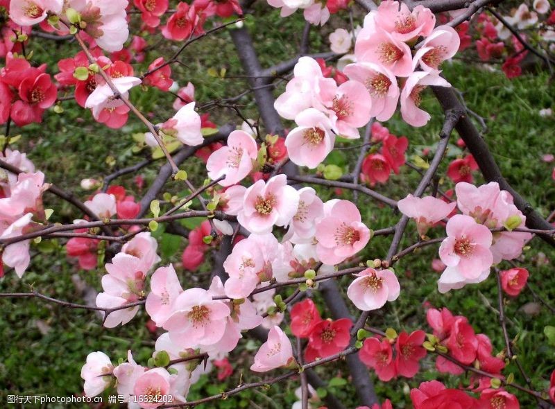 海棠高清花卉图片