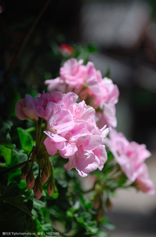 海棠路边粉色的花朵图片