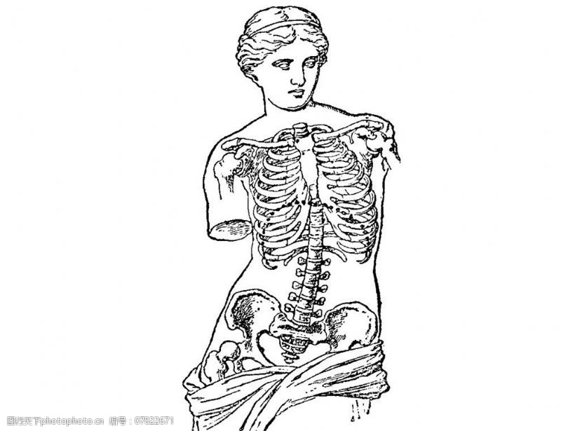 内脏女性半身骨骼图片