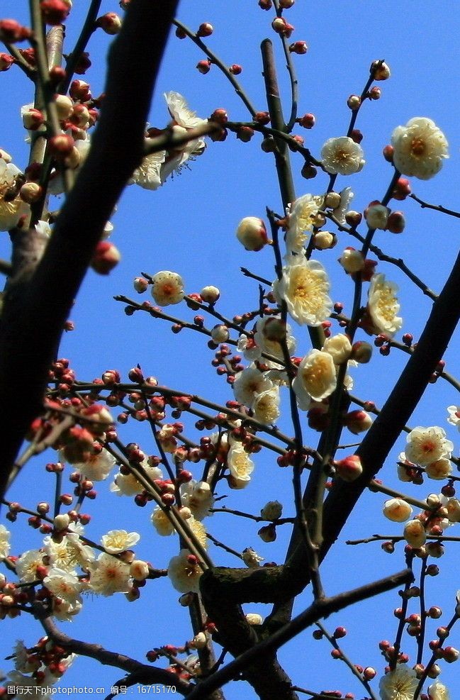 千姿秀蓝天下的梅花图片