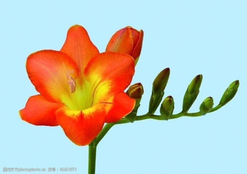 flowers凤仙花图片