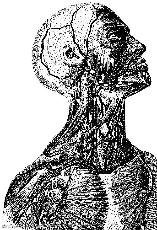 内脏人体上半身血管神经网图片