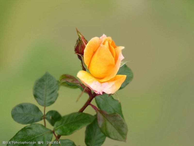 黄刺玫英国黄玫瑰图片