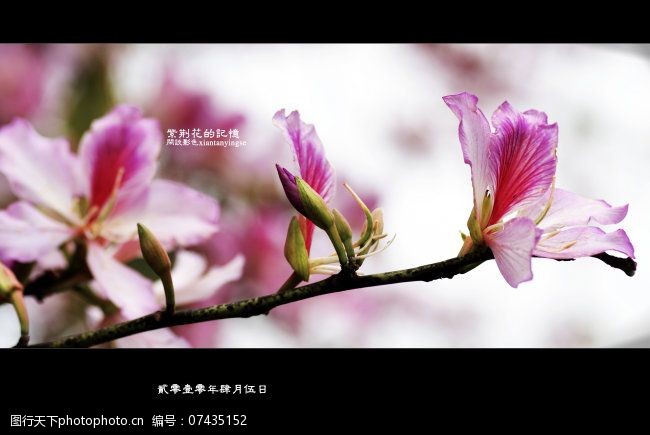 风景生活旅游餐饮原创紫荆花摄影图下载