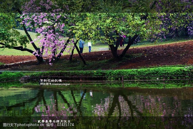 风景生活旅游餐饮原创紫荆花摄影图下载