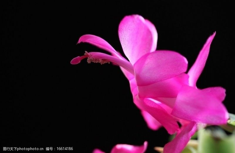 千姿秀秋海棠图片