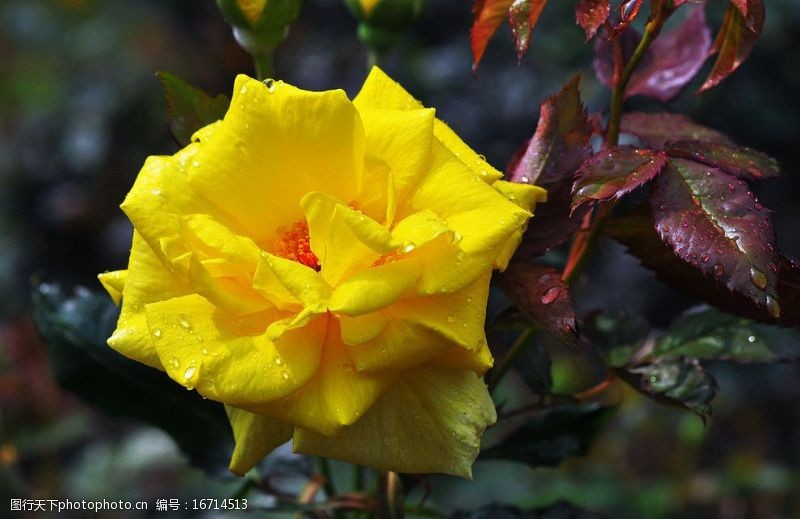 黄刺玫英国玫瑰花图片
