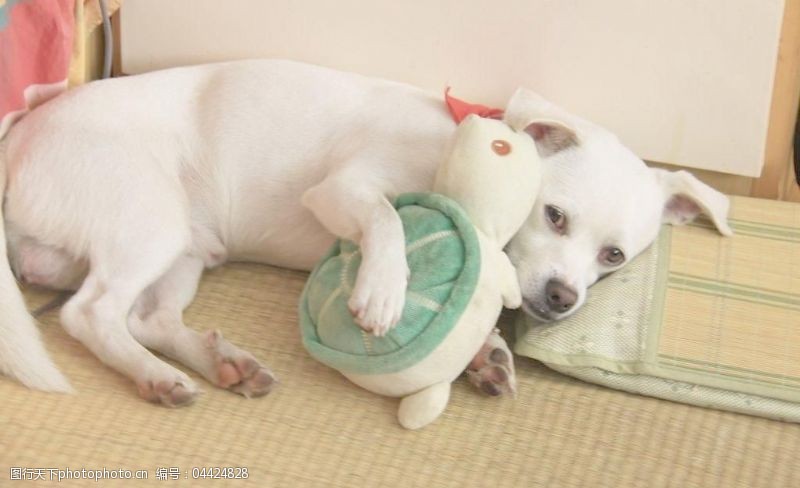 宠物玩具名片抱着玩具睡觉的狗狗图片