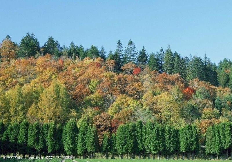 色彩斑斓的树木图片