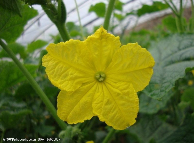 冬瓜花图片免费下载 冬瓜花素材 冬瓜花模板 图行天下素材网