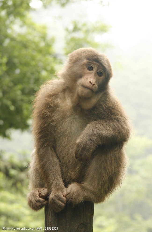 成都旅游峨眉山的猴子图片