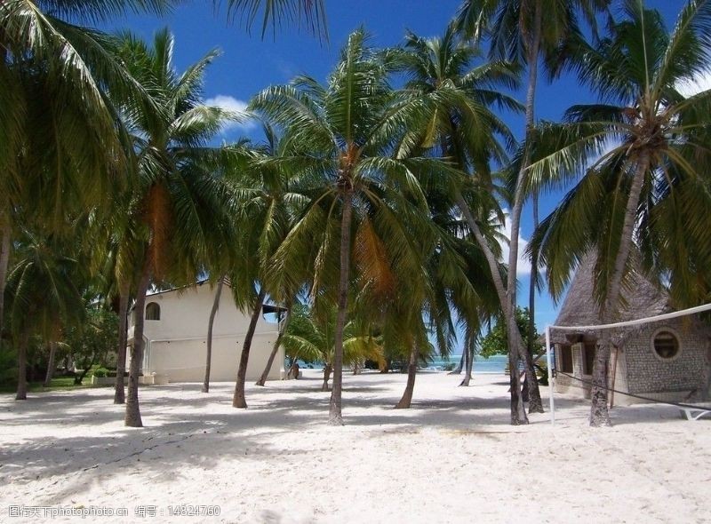马尔代夫沙滩椰林图片