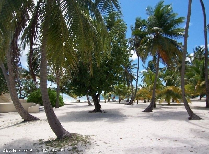 马尔代夫沙滩椰林沙滩图片