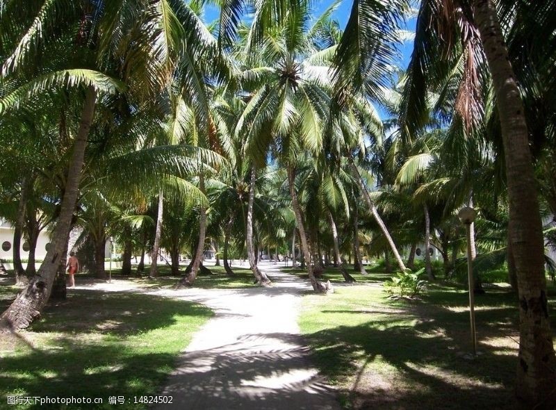 马尔代夫沙滩椰林小路图片