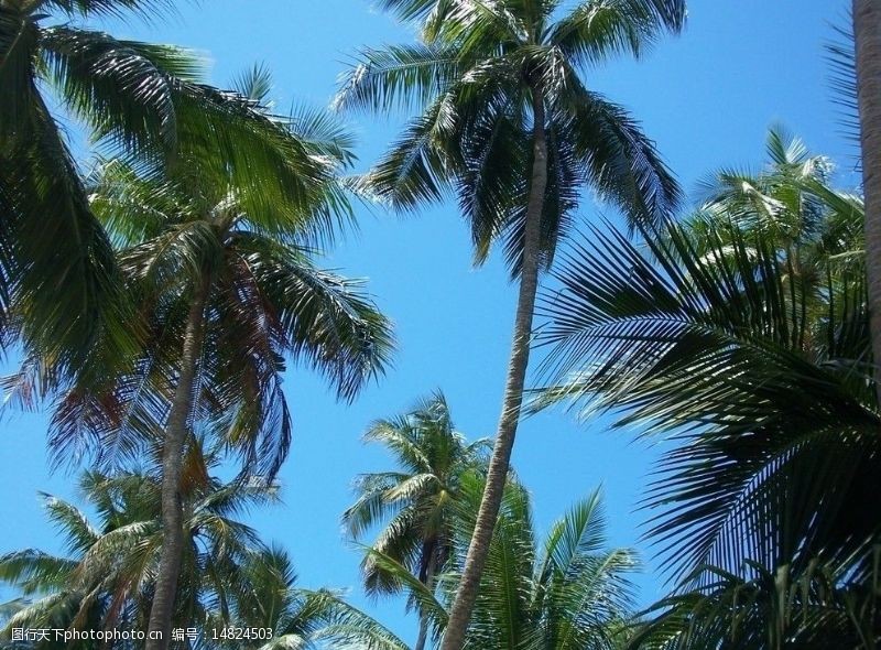 马尔代夫沙滩椰树林图片